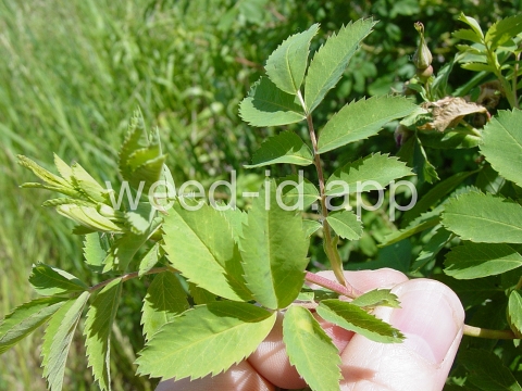 rose, western wild